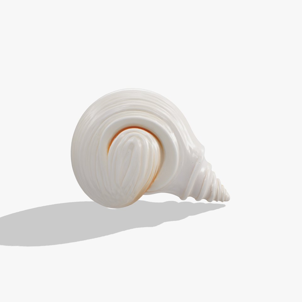 Spiral Seashell Natural Design model pack